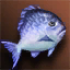 Blue Fat Fish