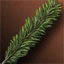 Fir Tree Branch